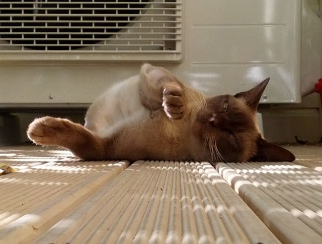 Chino-in-front-of-aircon-unit